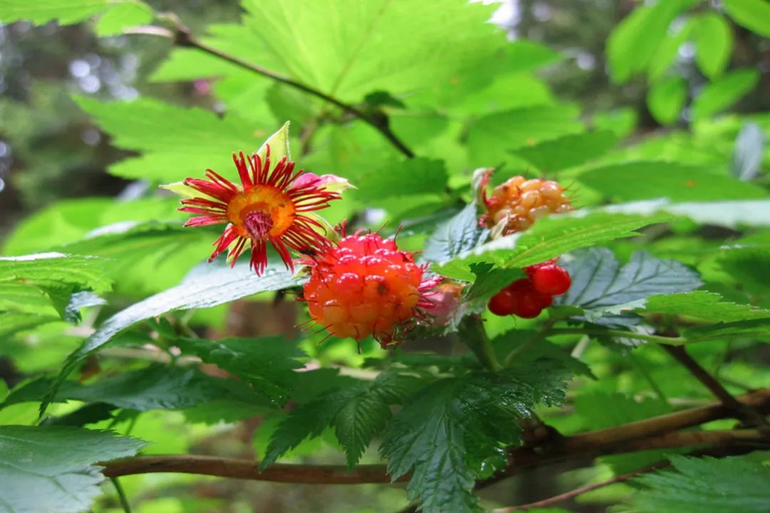 Health Benefits of Salmonberry, Pacific Origins