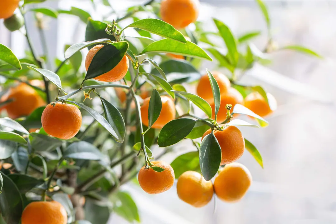 Which nutrient can the body convert beta-cryptoxanthin, a carotenoid found in satsumas, into?