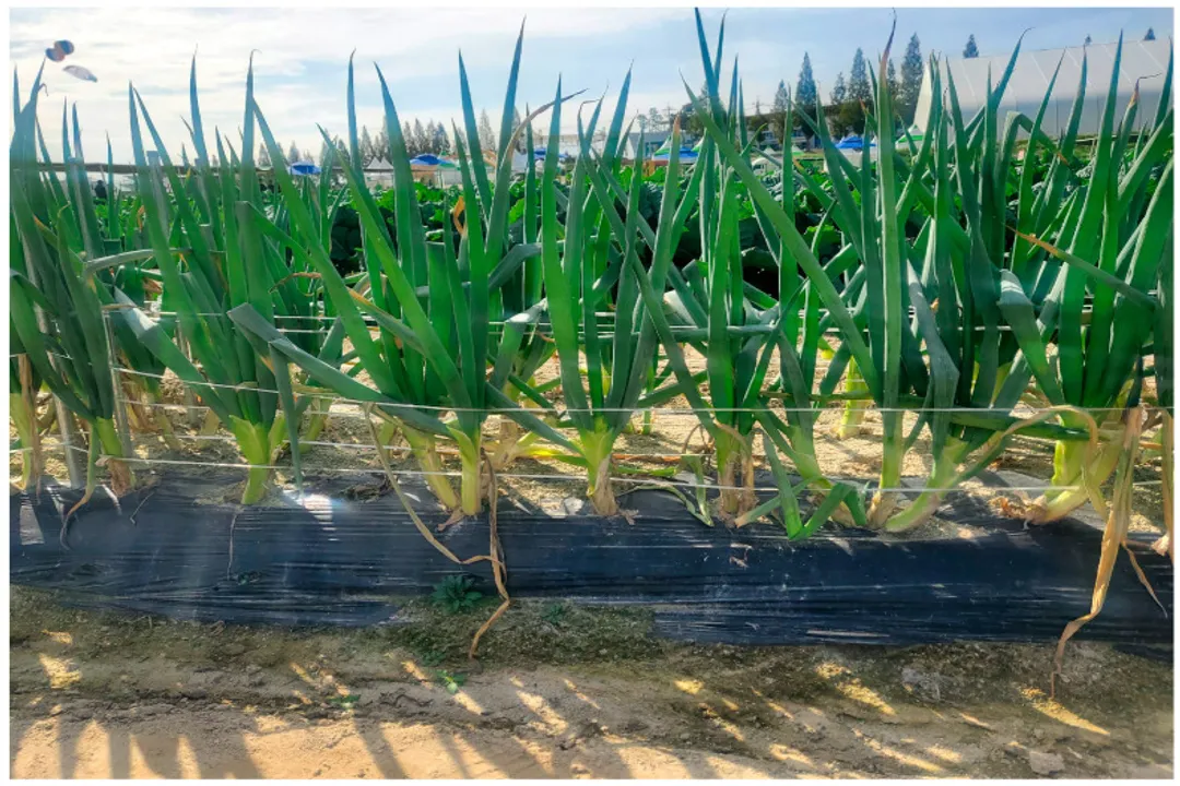 Health Benefits of Scallion, Gut Immunity