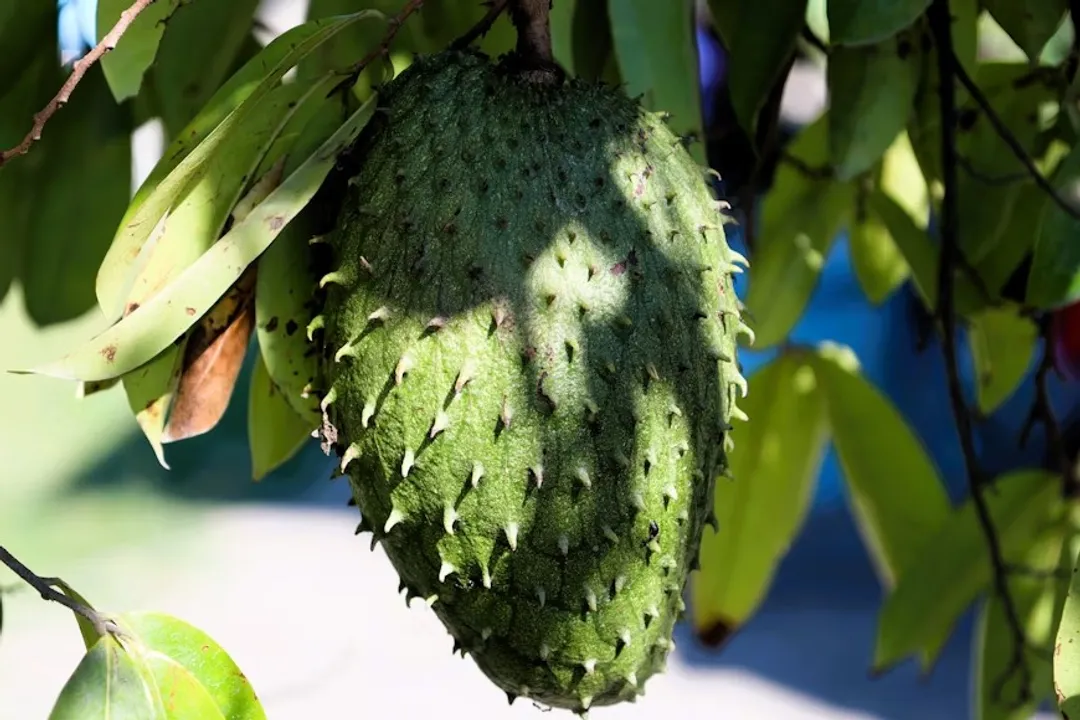 Health Benefits of Soursop, Key Nutrients