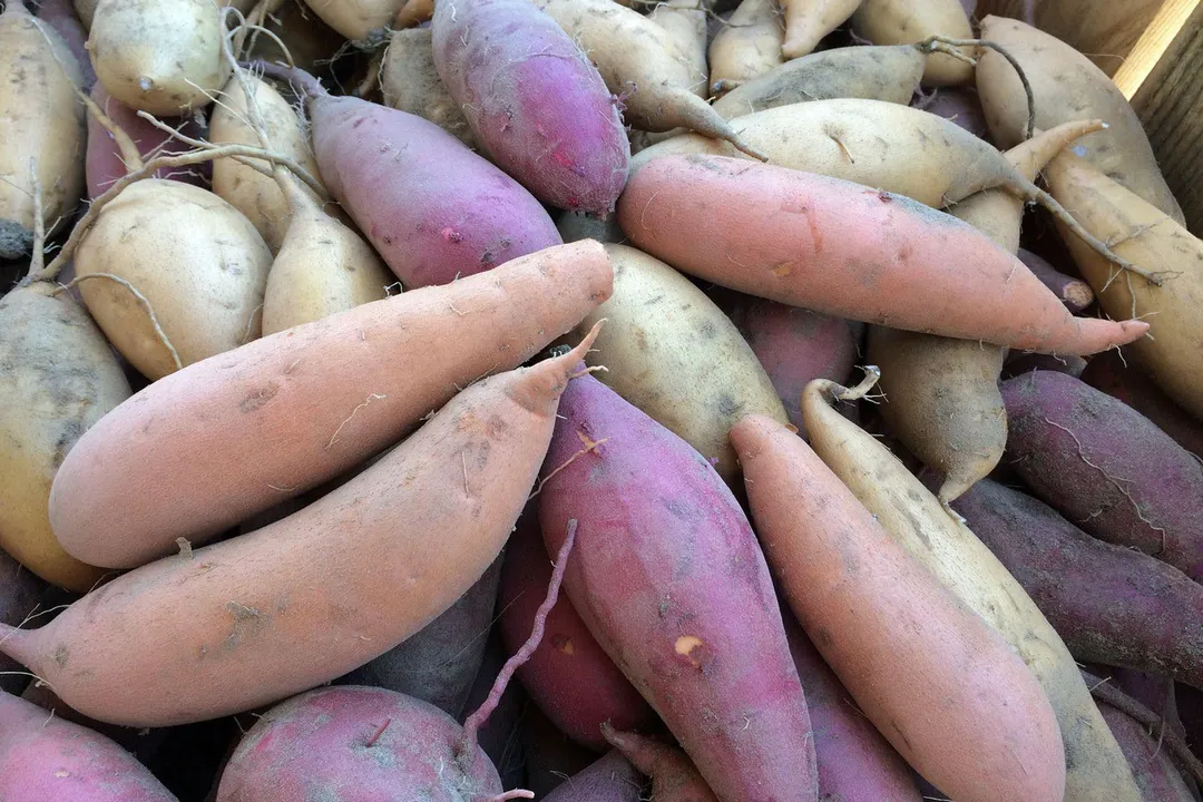 Health Benefits of Stokes Purple Sweet Potato, Pigment Powerhouse