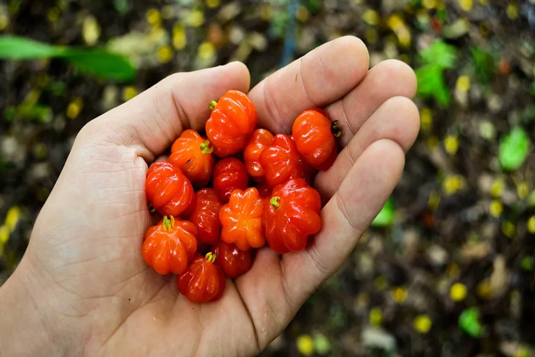 Health Benefits of Suriname cherry, Immune Support
