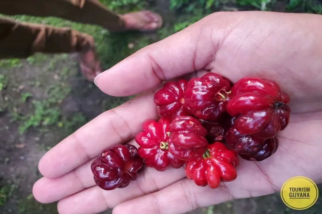 Health Benefits of Suriname cherry, Cell Protection