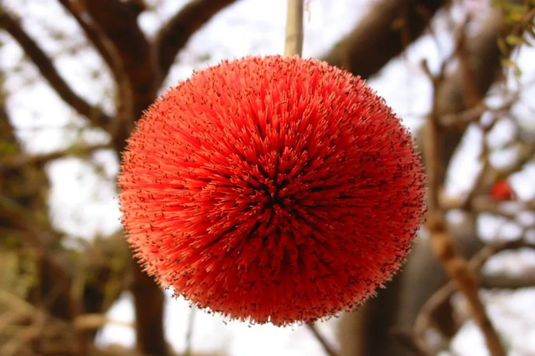 Health Benefits of Thimbleberry, Antioxidant Mechanisms