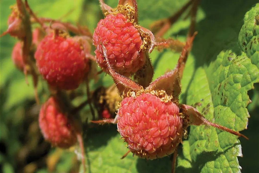 Health Benefits of Thimbleberry