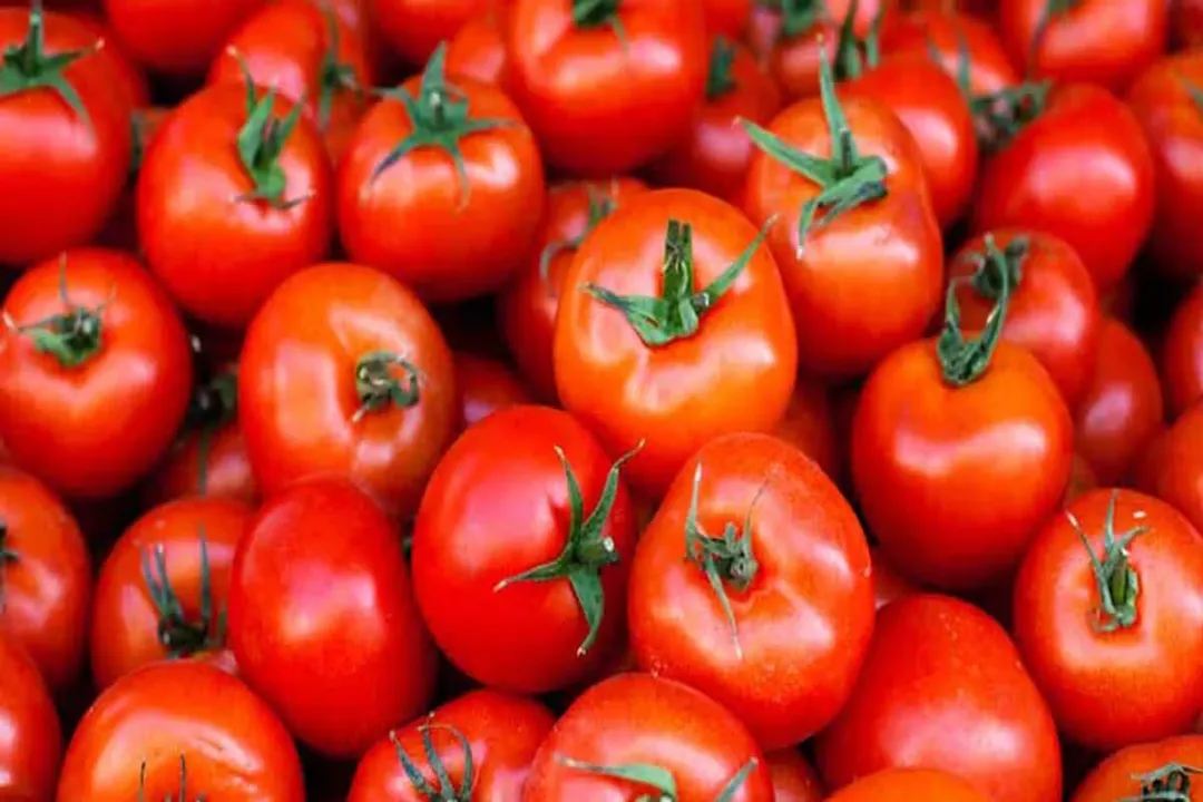 Health Benefits of Tomato, Antioxidant Star