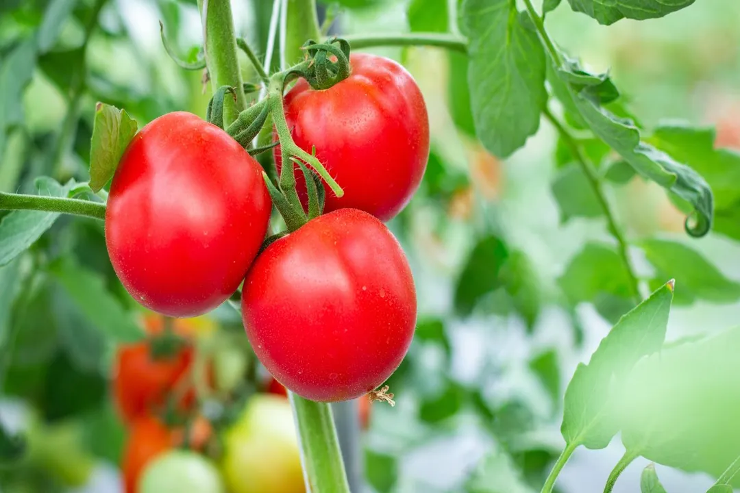 Health Benefits of Tomato, Cardiac Support