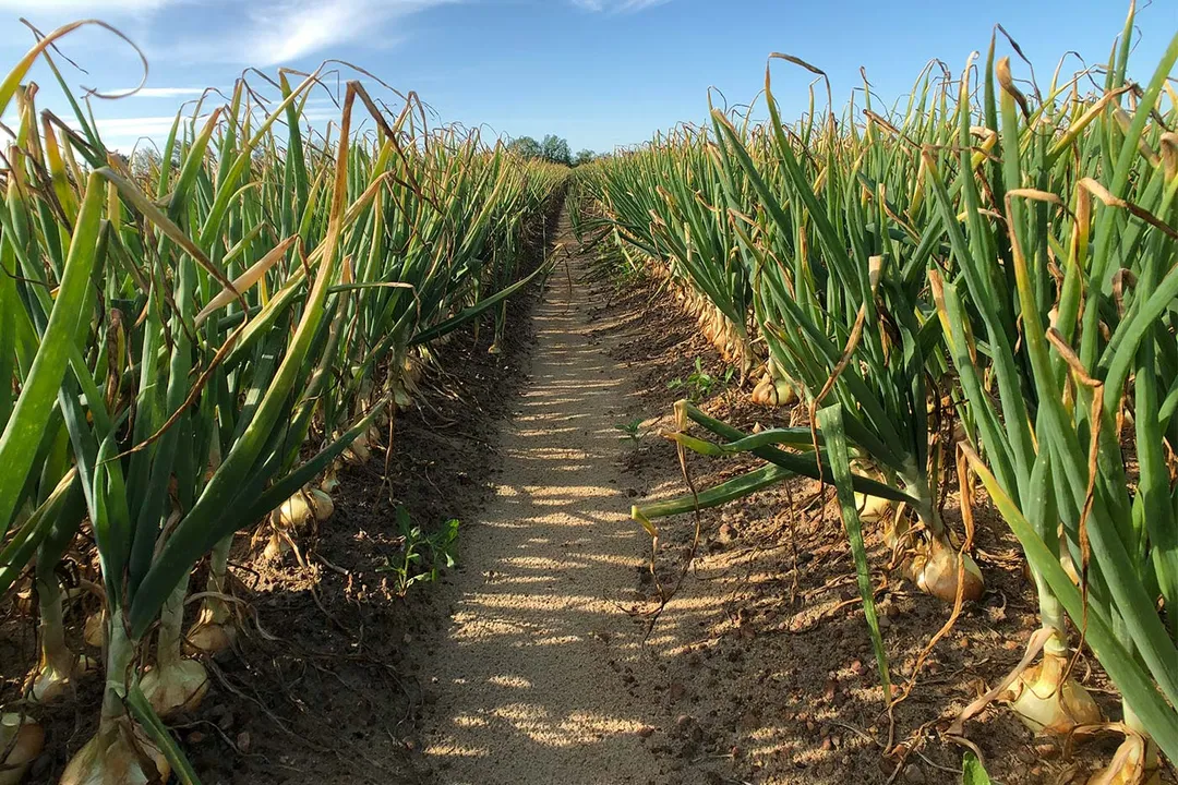 Health Benefits of Vidalia Onion