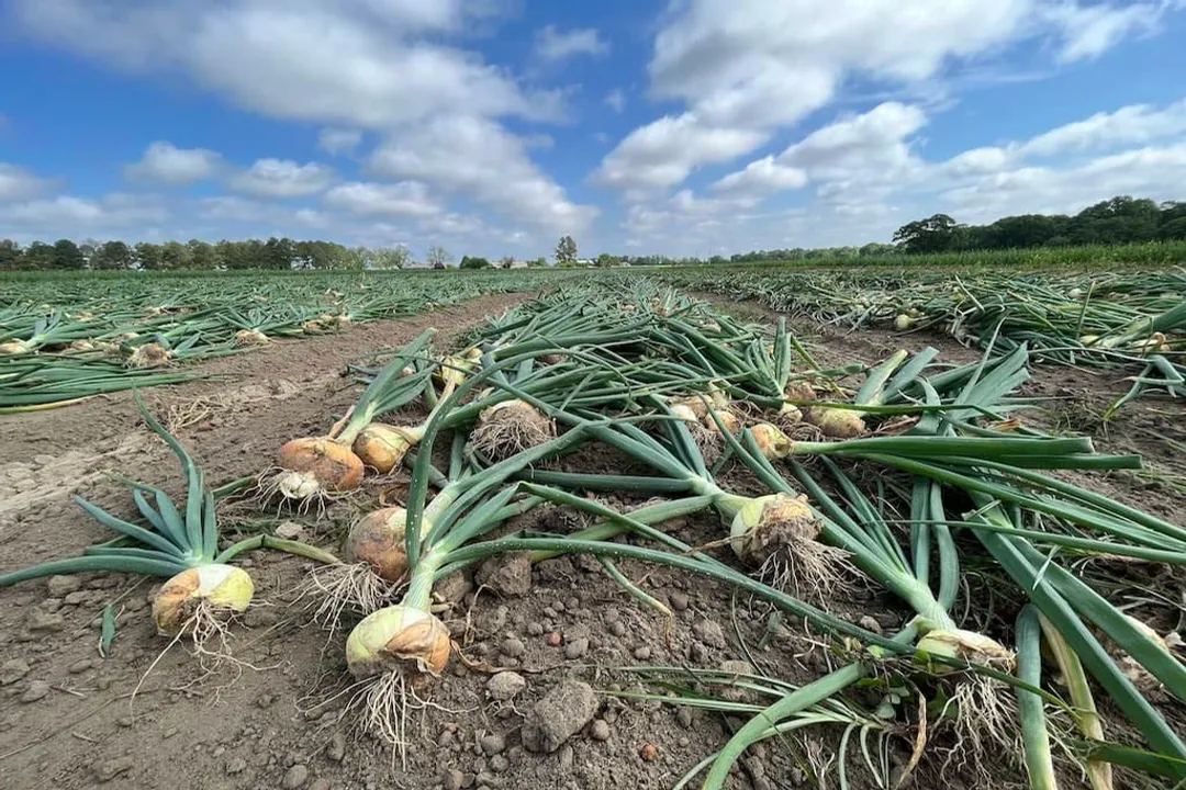 Health Benefits of Vidalia Onion, Heart Health Support