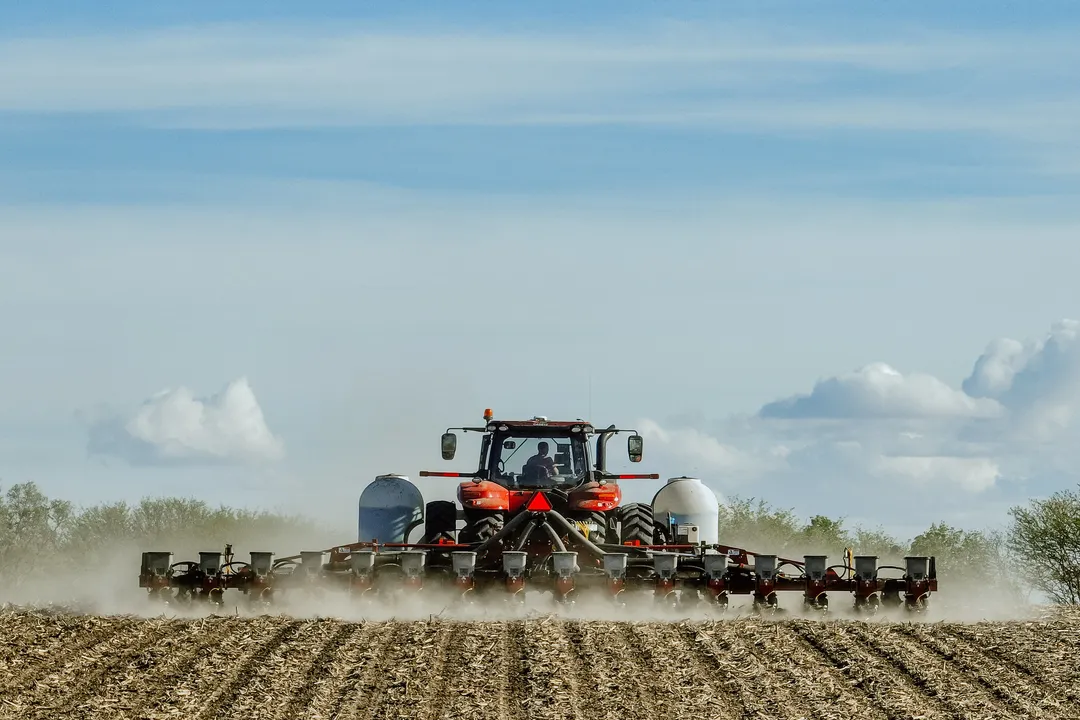 Health Benefits of White Corn, Gut Health