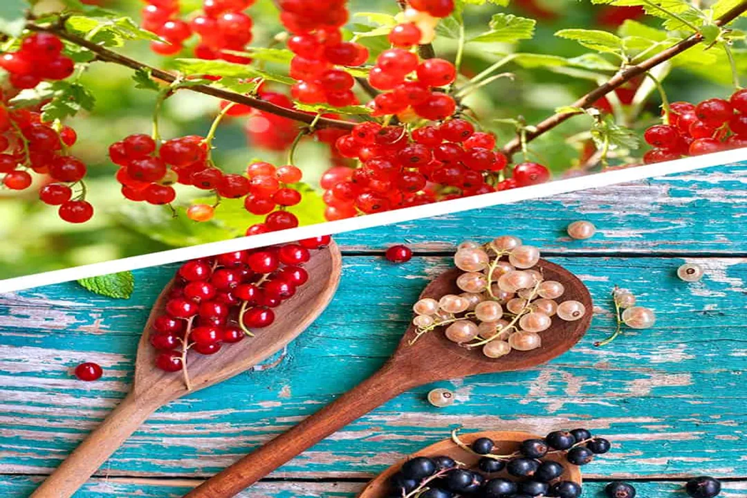 Health Benefits of White currant, Vitamin Richness