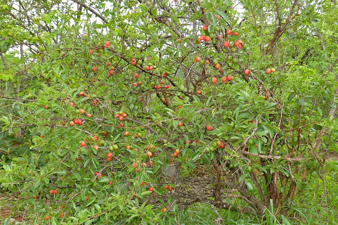 Health Benefits of Ximenia, Medicinal Roots
