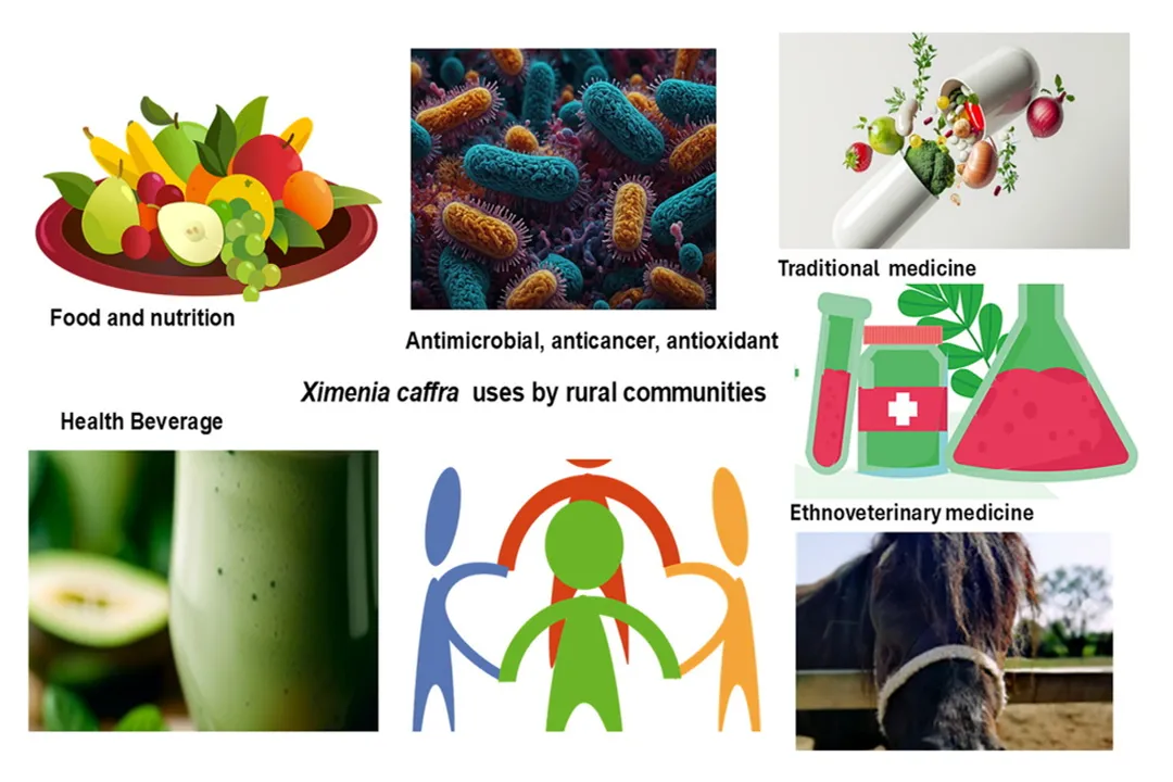 Health Benefits of Ximenia, Plant Names