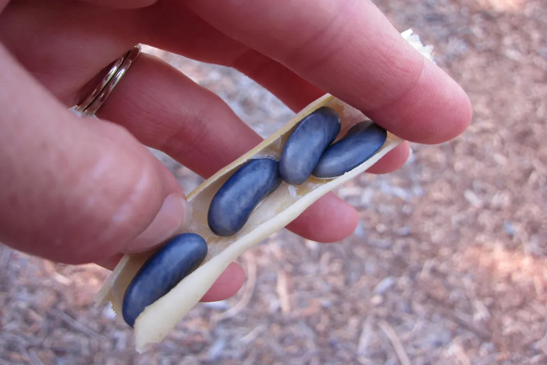 How do you eat pole beans?, Tender Snap Stage