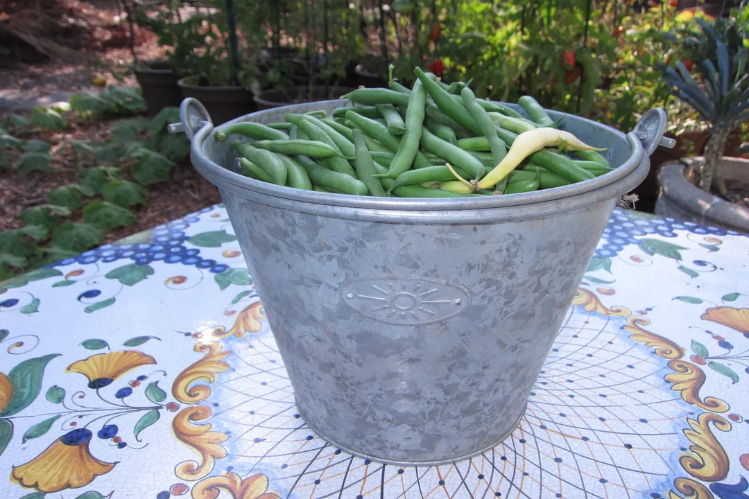 How do you eat pole beans?, Cooking Overgrown Pods