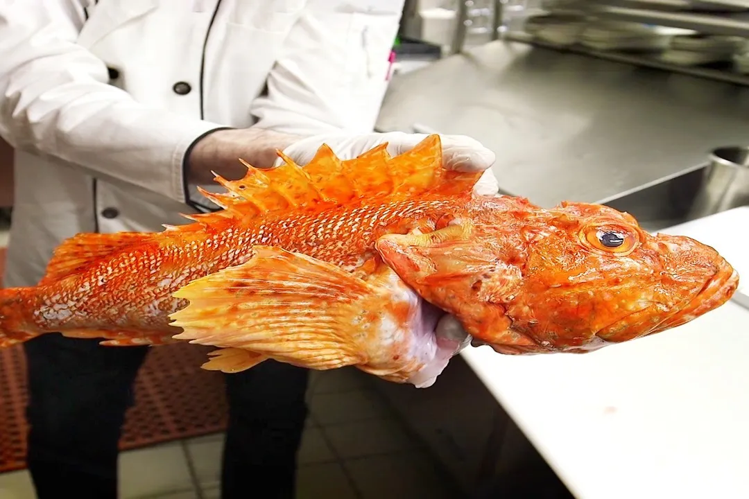 How do you eat scorpion fish?