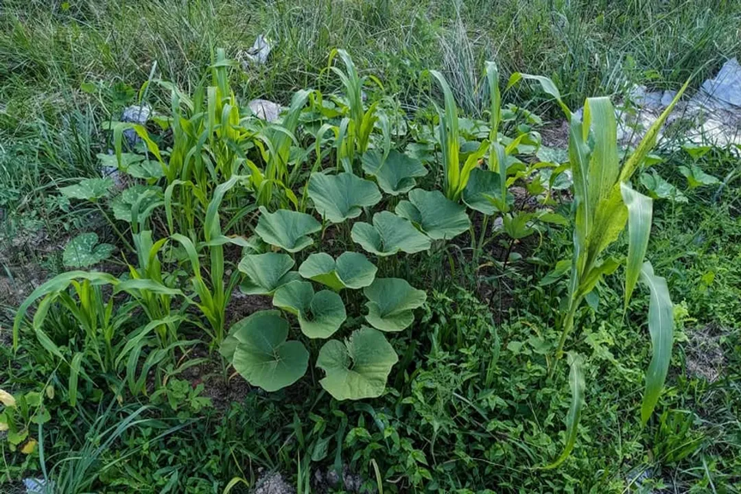 Is Alaska Pollock a high quality fish?, Health Benefits