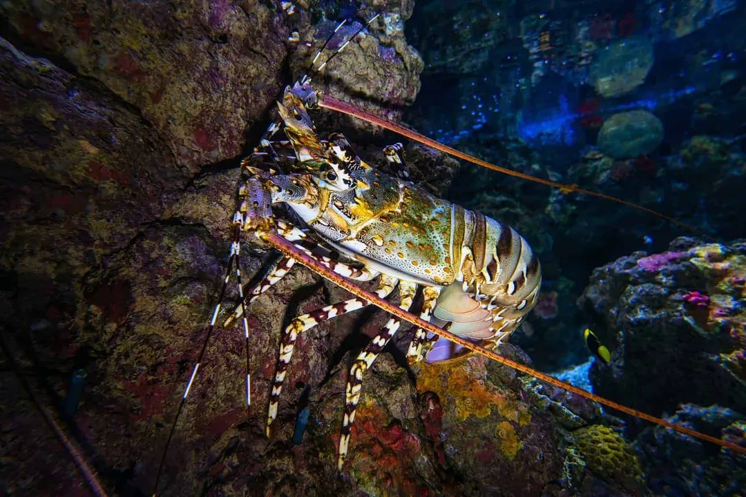 Is Caribbean or Atlantic lobster better?, Market Presentation