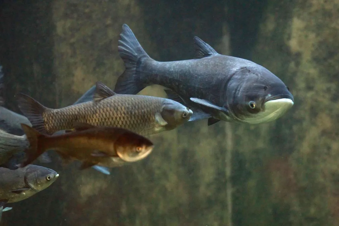 Is carp eaten in the USA?, Historical Introduction