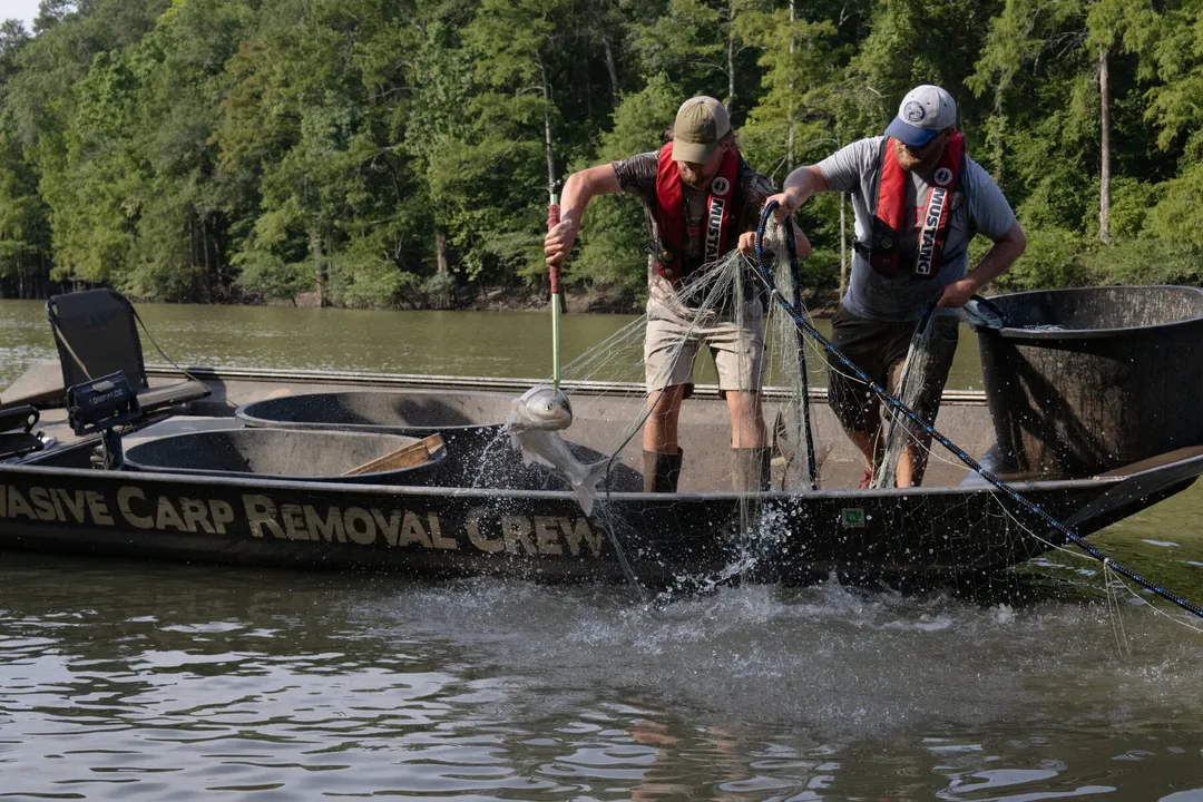 Is carp eaten in the USA?, Ecological Driver Change