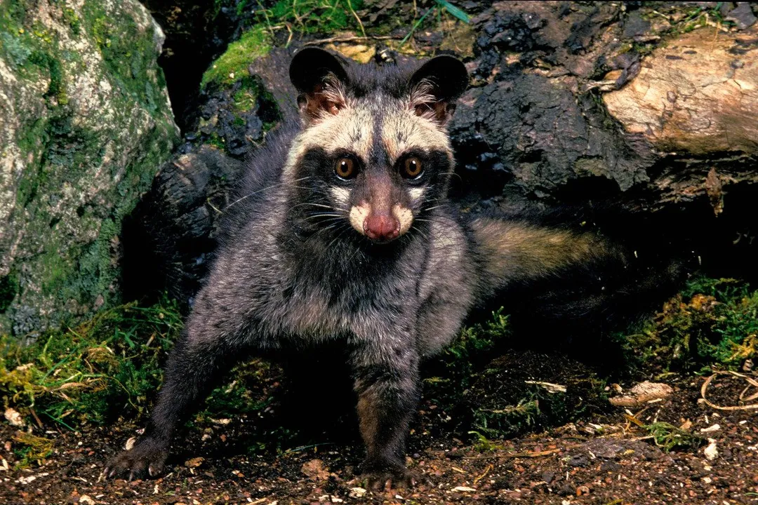 Is civet meat good?, Flavor Profile