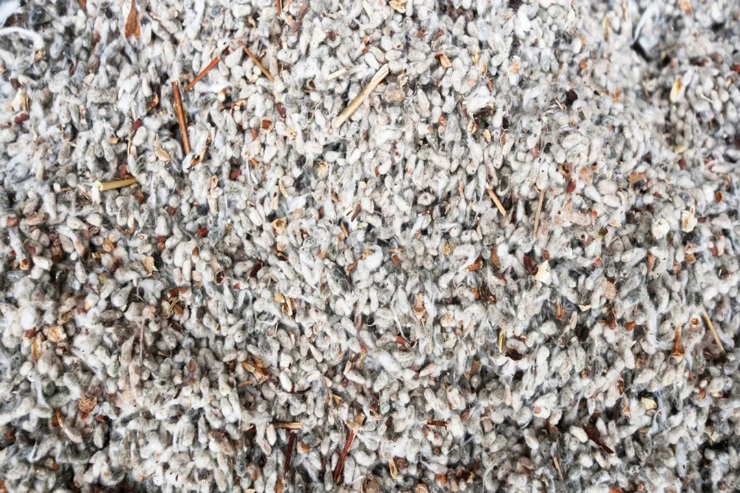 Is cottonseed meal safe for humans to consume?, Oil Processing