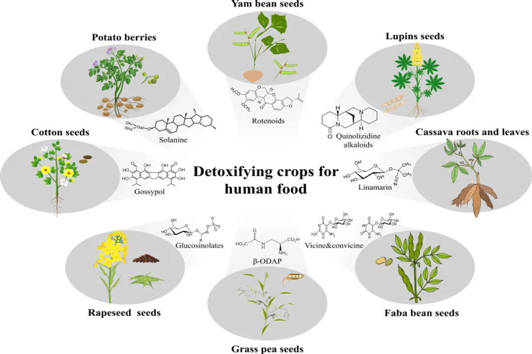 Is cottonseed meal safe for humans to consume?, FDA Approval