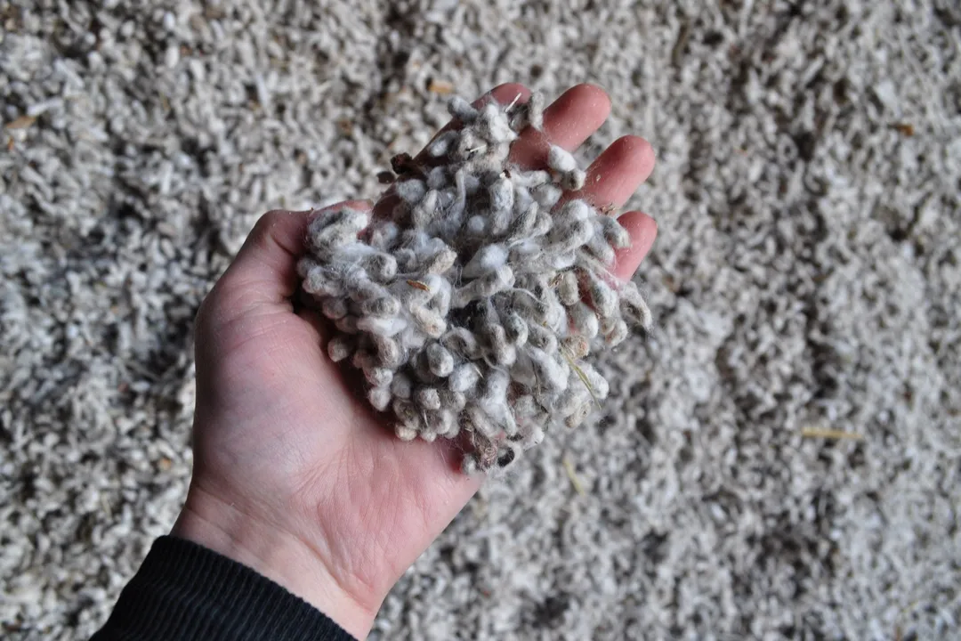 Is cottonseed meal safe for humans to consume?, Gossypol Concern