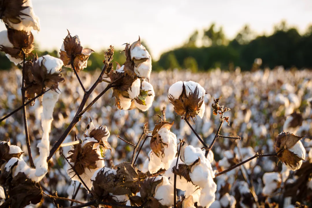 Is cottonseed meal safe for humans to consume?, Genetic Innovation