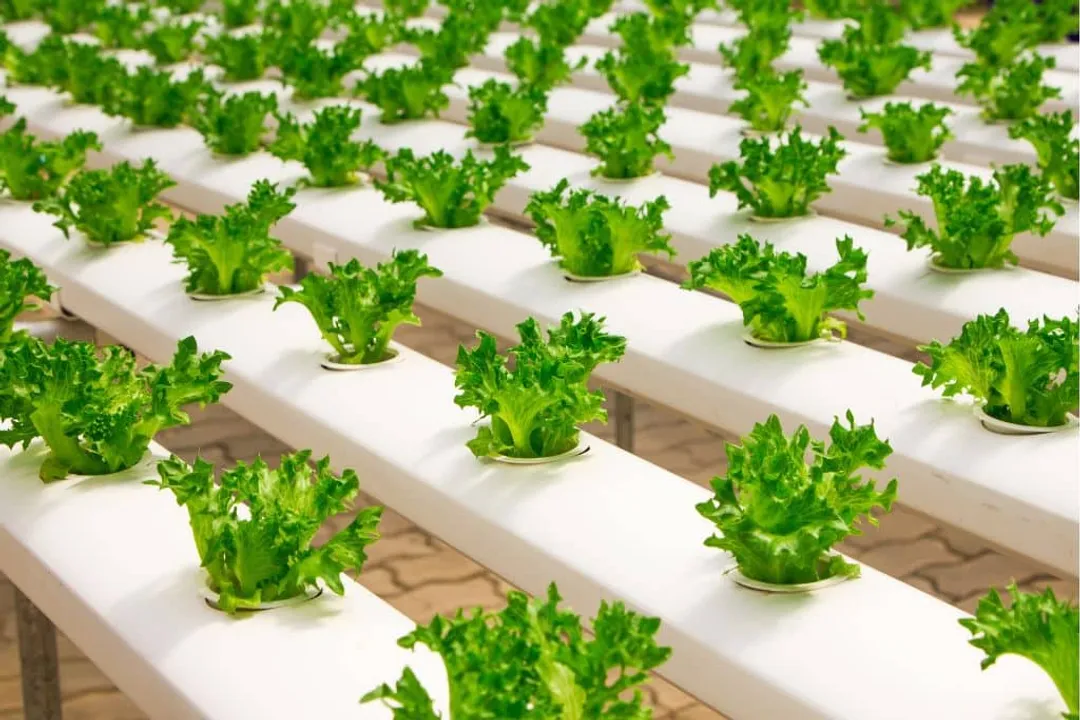 Is hydroponic food healthier?, Nutrient Precision
