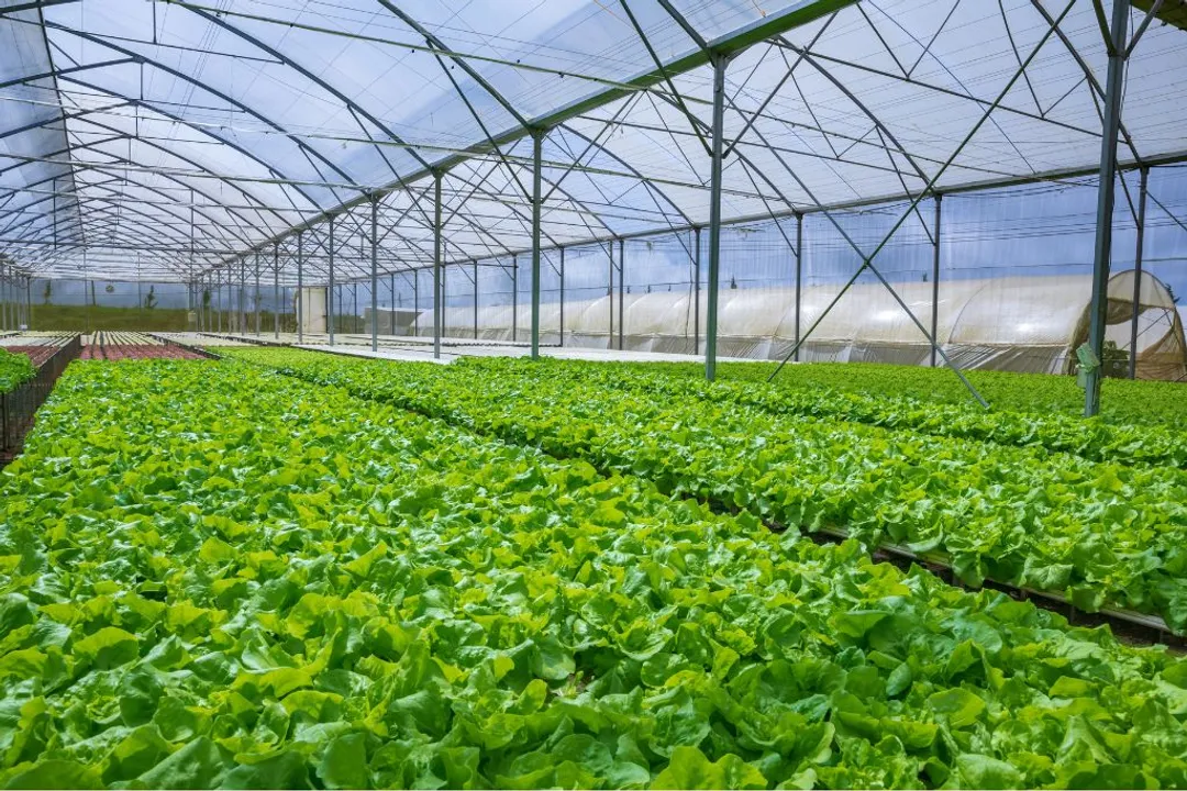 Is hydroponic food healthier?, Soil Comparison