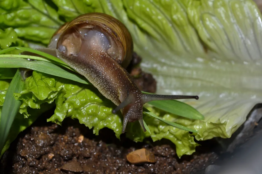 Is it safe to eat a garden snail?, Preparing Gastropods