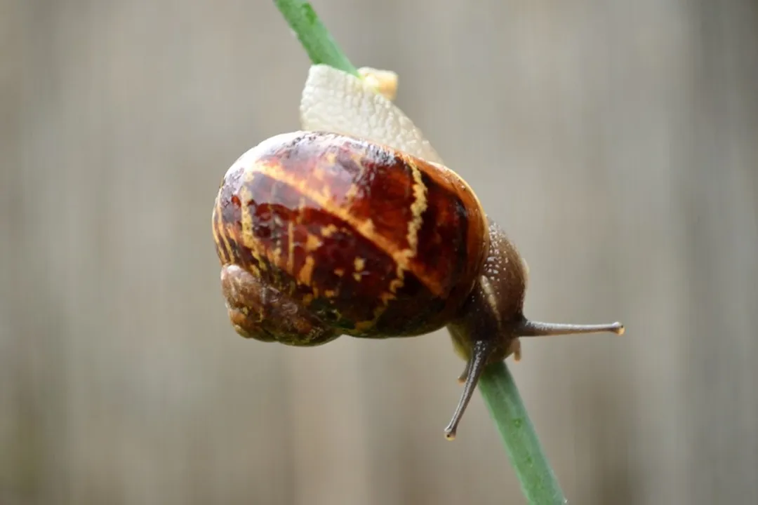 Is it safe to eat a garden snail?, Global Cuisine