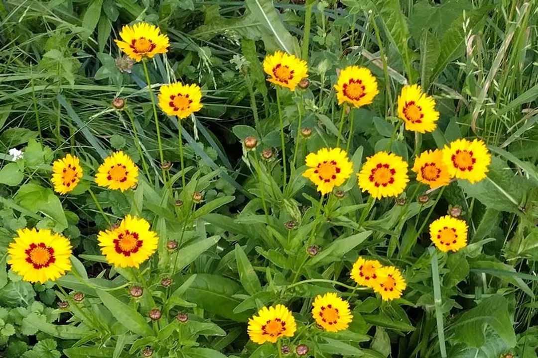 Is it safe to eat onion greens?, Cooking Uses