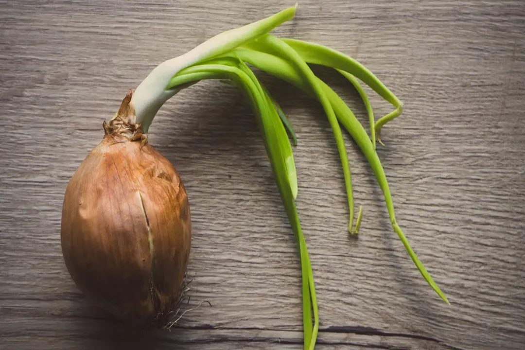 Is it safe to eat onion greens?, Edibility Confirmed