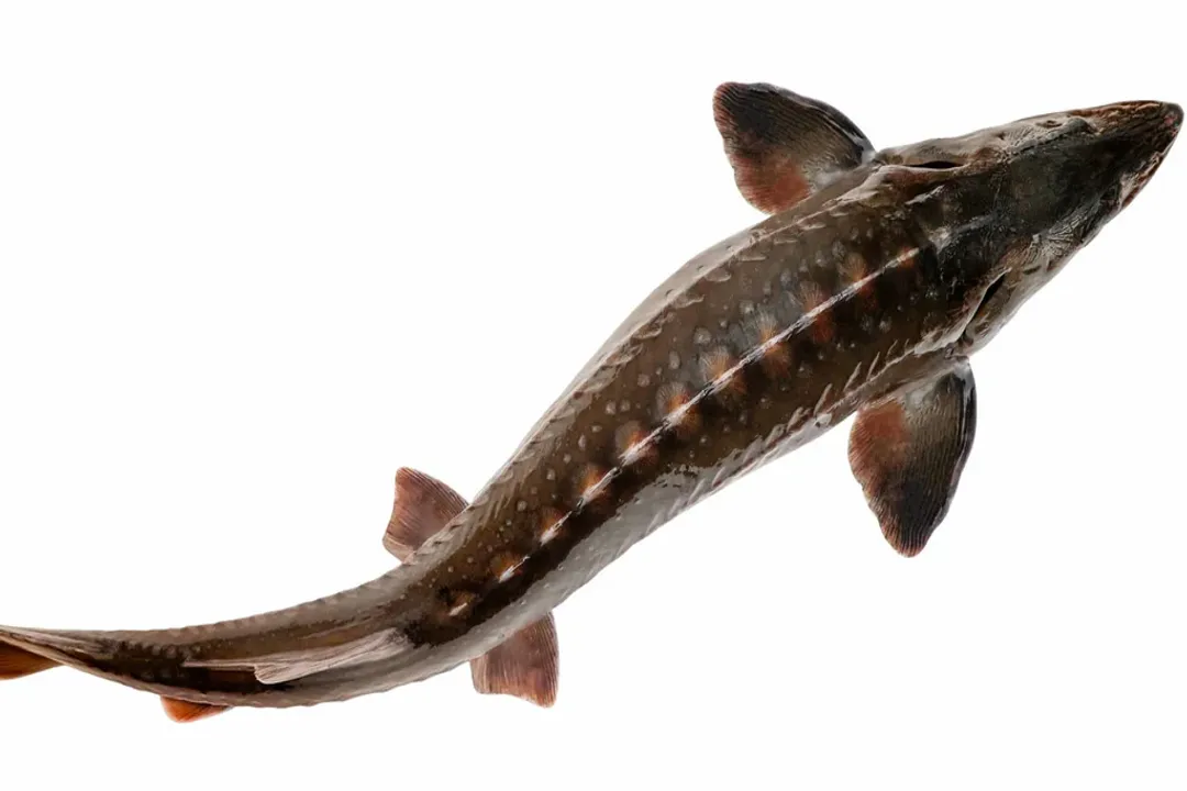 Is Kaluga caviar better than Beluga caviar?, Sturgeon Origins