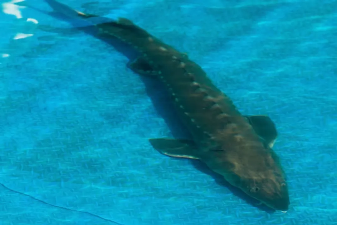 Is Kaluga Queen caviar good?, Global Standing