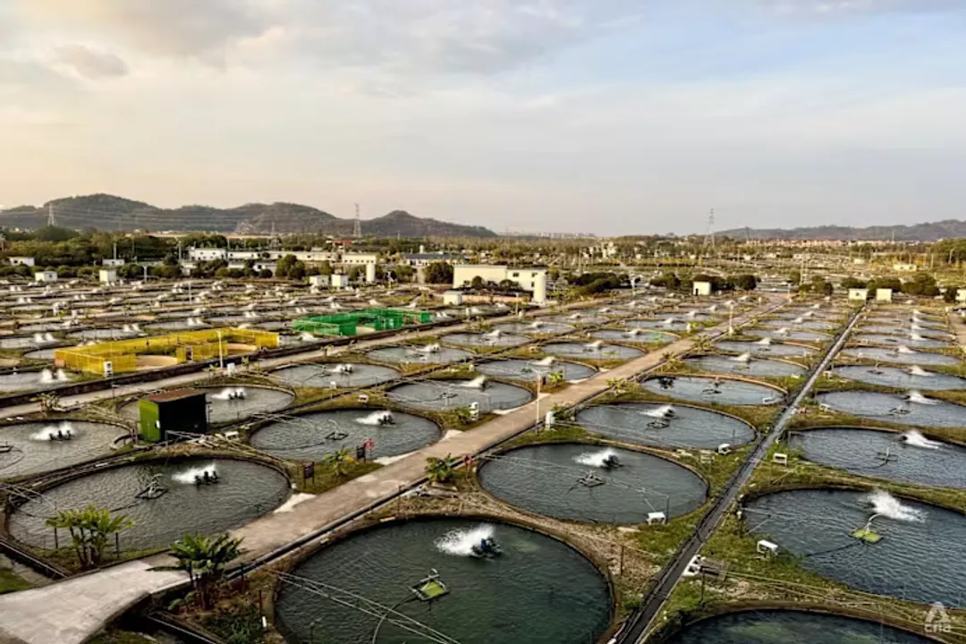 Is Kaluga Queen caviar good?, Peer Review