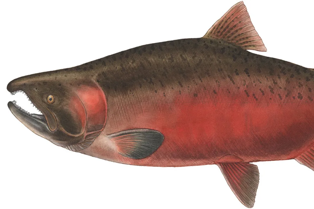 Is keta salmon healthier?, Species Name