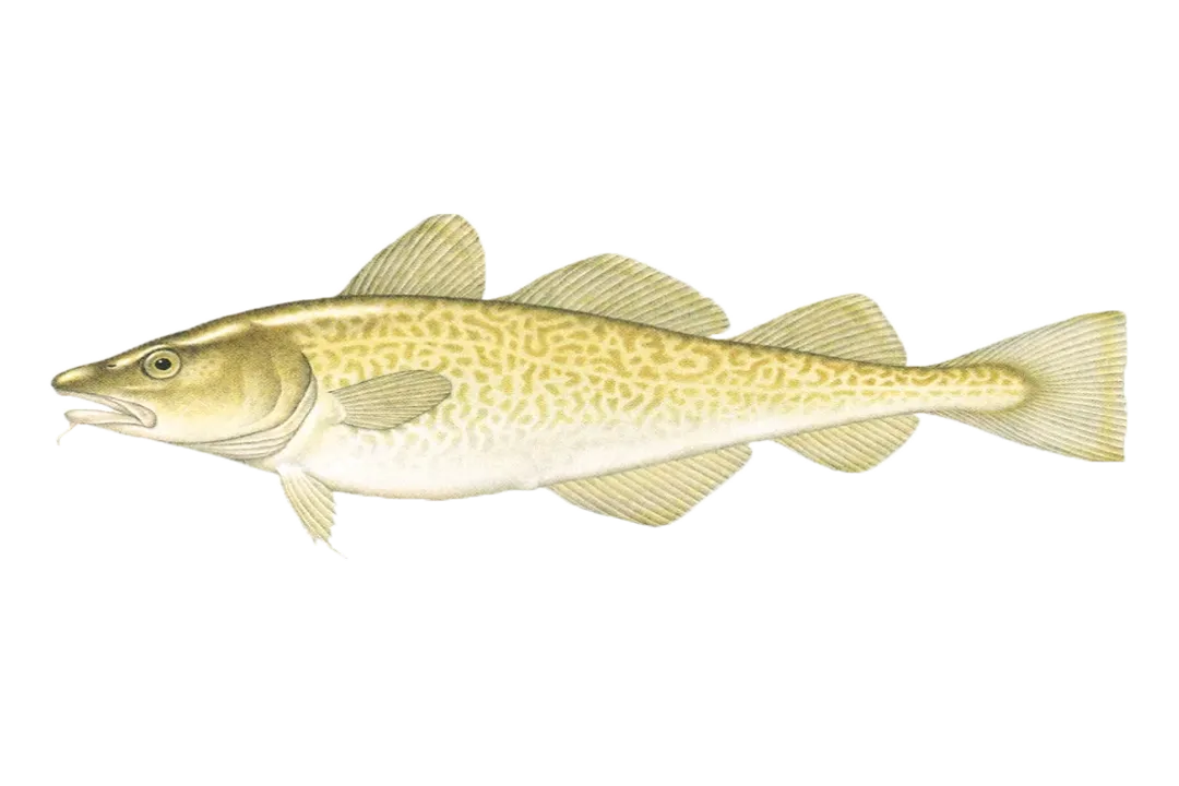 Is keta salmon healthier?, Flavor Texture