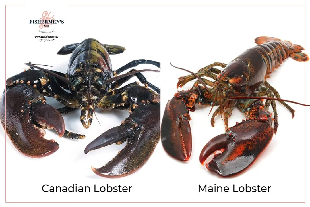 Is Maine or Canadian lobster better?