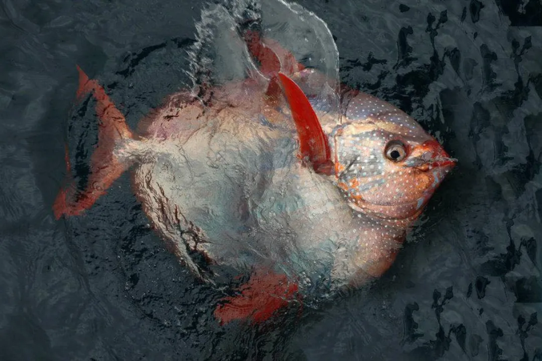 Is opah a good fish to eat?, Color and Texture