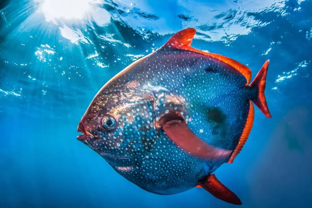 Is opah a good fish to eat?, Flavor Analysis