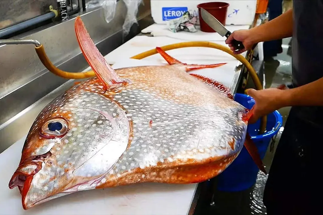 Is opah a good fish to eat?