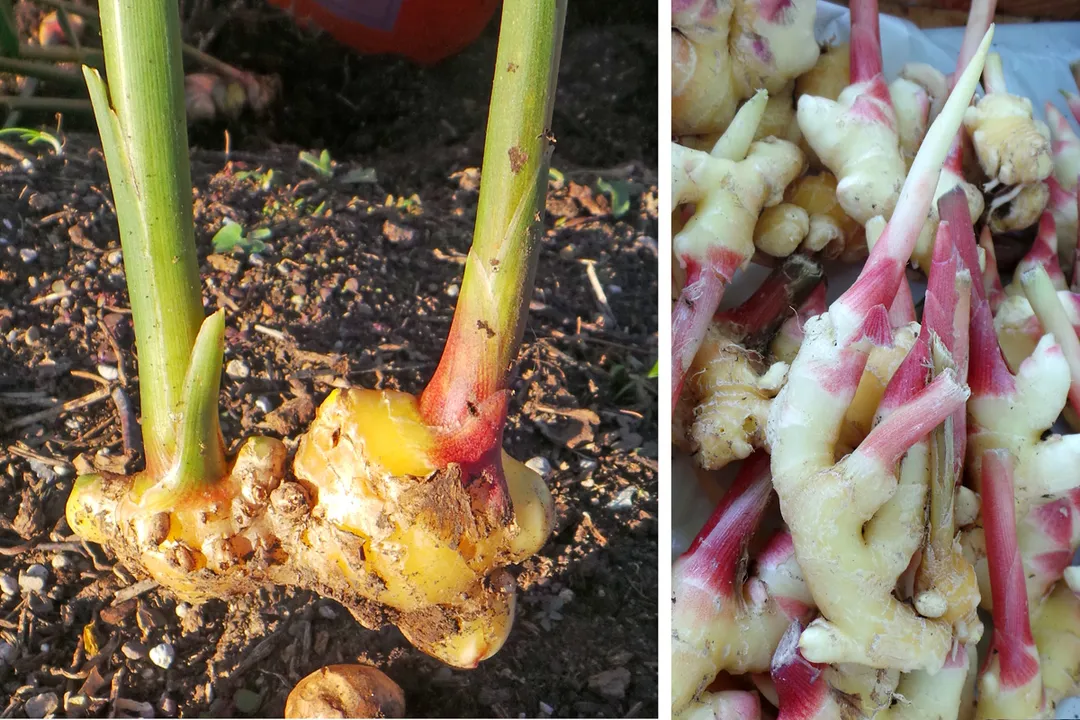 Is ornamental ginger edible?, Identifying Edible Rhizomes