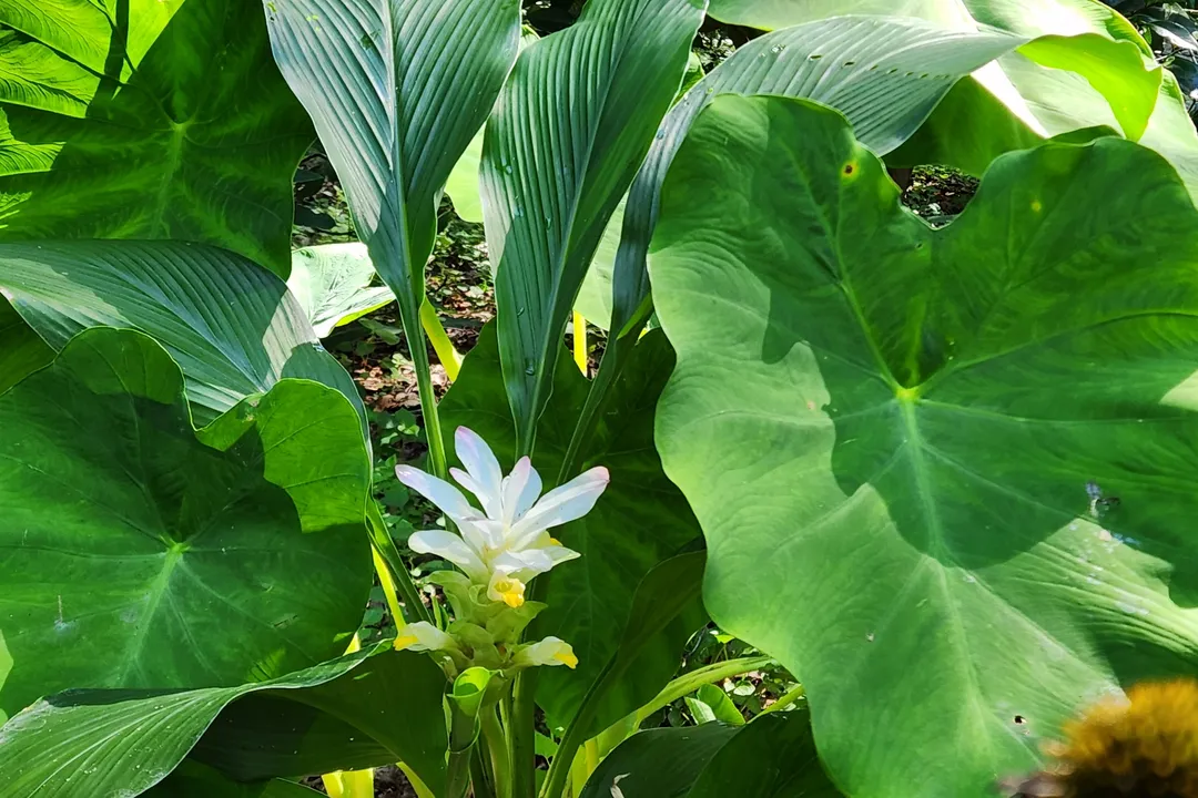Is ornamental ginger edible?, Culinary Distinction