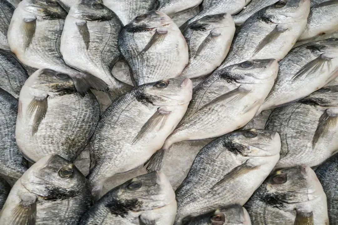 Is sea bream a good fish to eat?, Flavor Profile