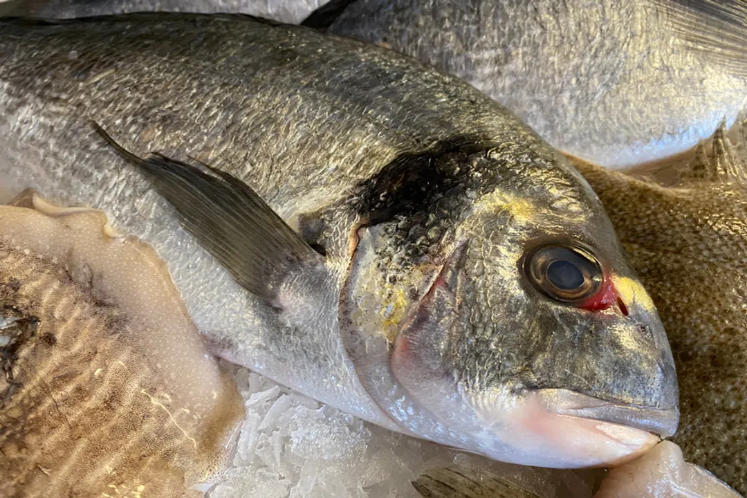Is sea bream a good fish to eat?, Bream Types