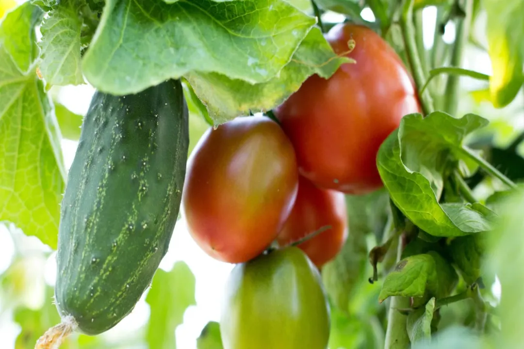 Which vegetable is lower in calories per 100 grams (unpeeled)?