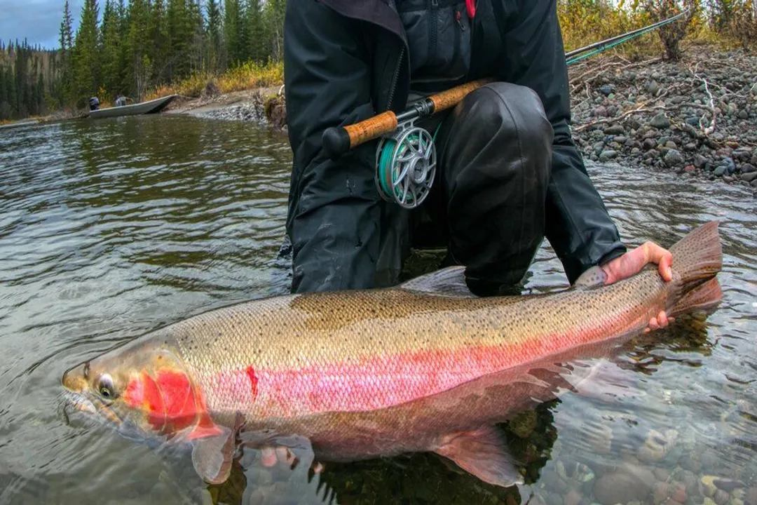 Is trout low in cholesterol?, Cholesterol Context